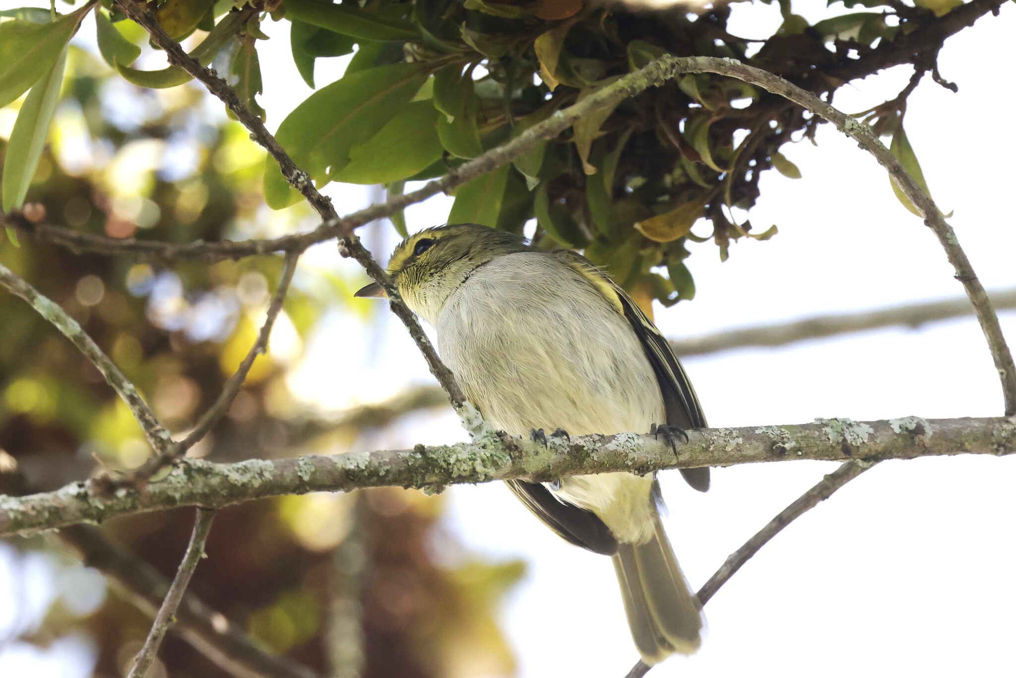 Golden-faced Tyrannulet (Zimmerius chrysops), photo 3