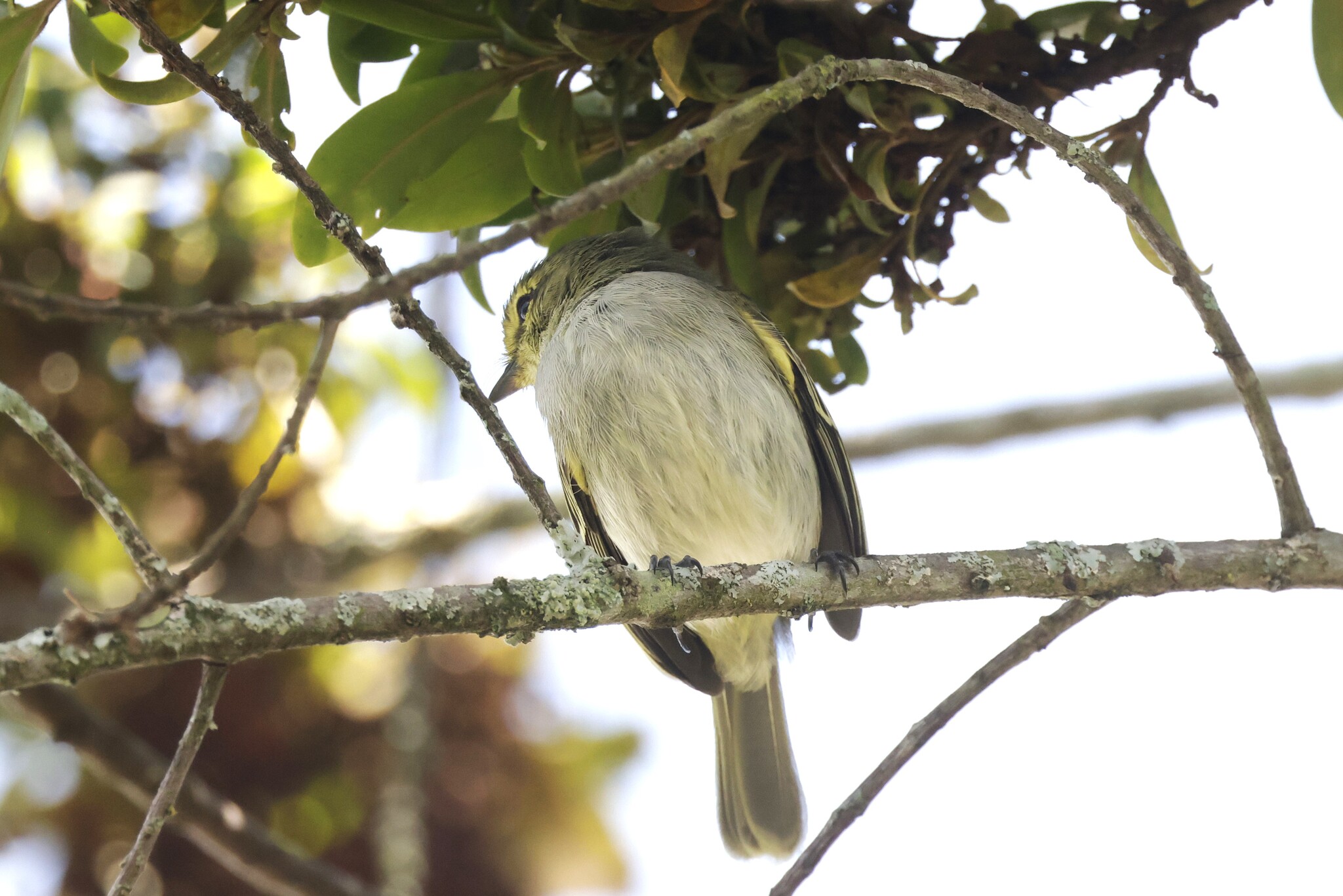 Golden-faced Tyrannulet (Zimmerius chrysops), photo 2