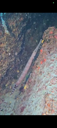 Aulostomus strigosus