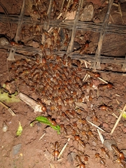 Syntermes molestus