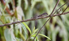 Anolis alutaceus
