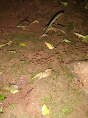 Syntermes molestus