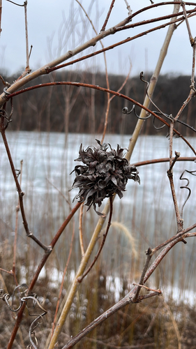 Unknown species found near Hog Back Ridge Trail, Bloomington, MN, US