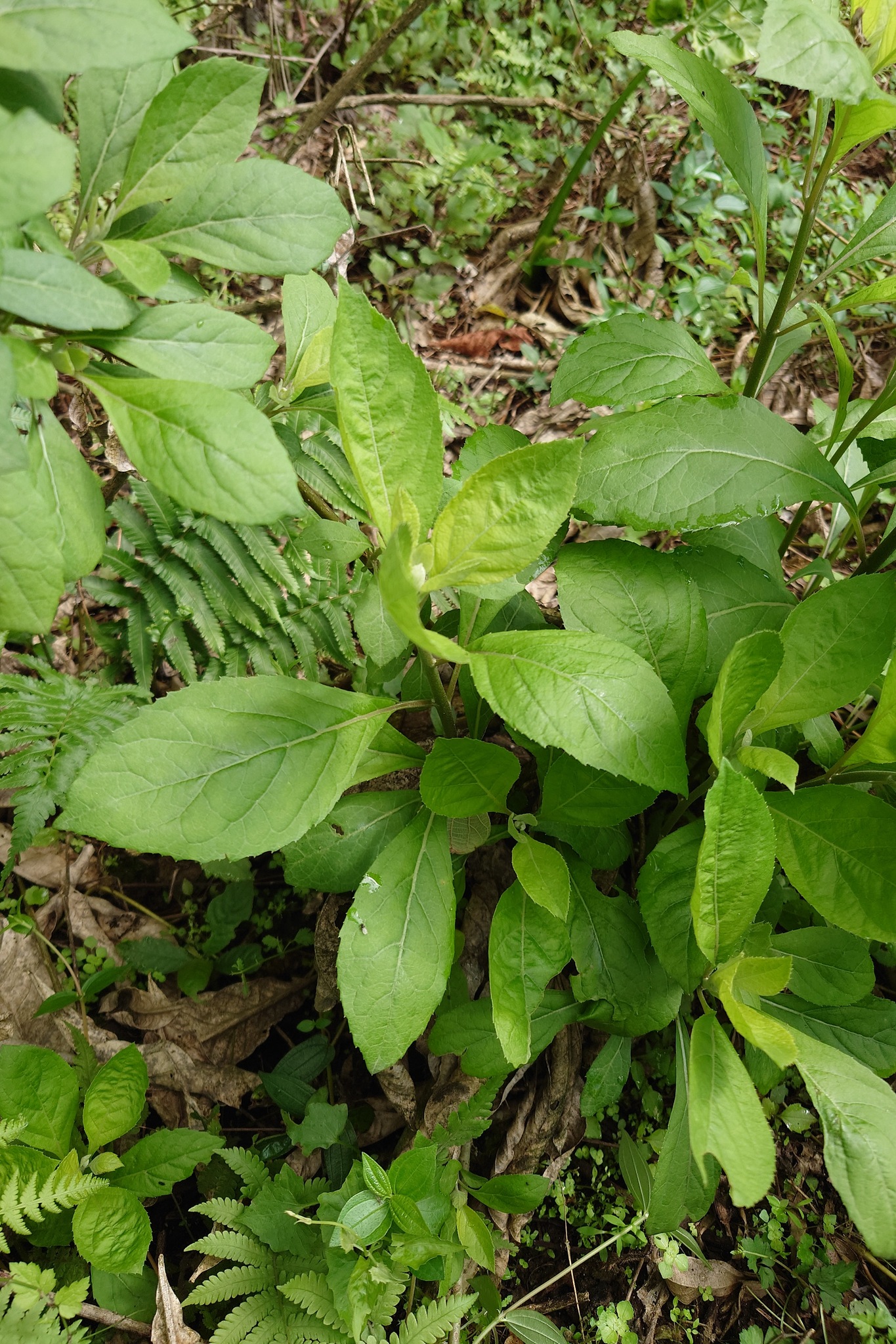 Gymnanthemum Amygdalinum (Gymnanthemum amygdalinum)