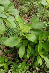 Bitterblatt (Gymnanthemum amygdalinum)