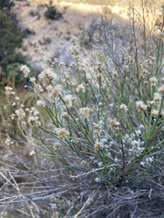 Baccharis sergiloides, photograph (c) Lauren Ware, some rights reserved (CC BY)