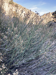 (c) Lauren Ware, some rights reserved (CC BY) Baccharis sergiloides, photograph (c) Lauren Ware, some rights reserved (CC BY)