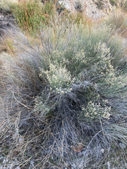 (c) Lauren Ware, some rights reserved (CC BY) Baccharis sergiloides, photograph (c) Lauren Ware, some rights reserved (CC BY)