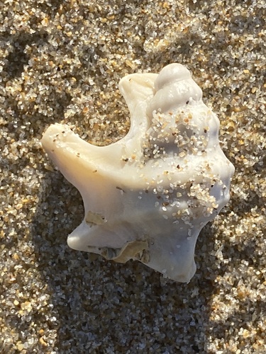 Aporrhais pespelecani