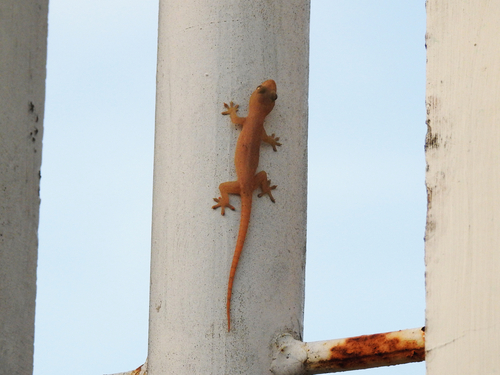 Hemidactylus frenatus