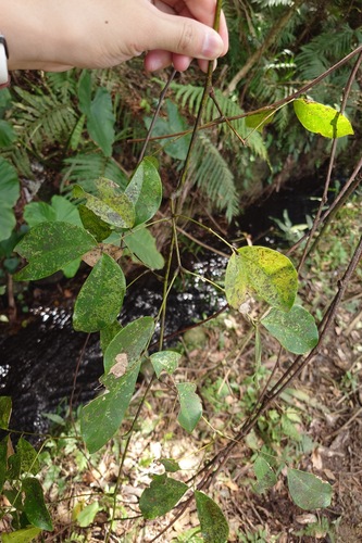 Entada tonkinensis iNat (3)