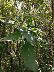 Macrocarpaea macrophylla