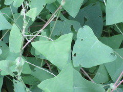 Rhinoncomimus latipes