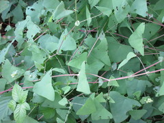 Rhinoncomimus latipes