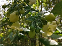 Macrocarpaea macrophylla
