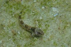 Lepidoblennius haplodactylus