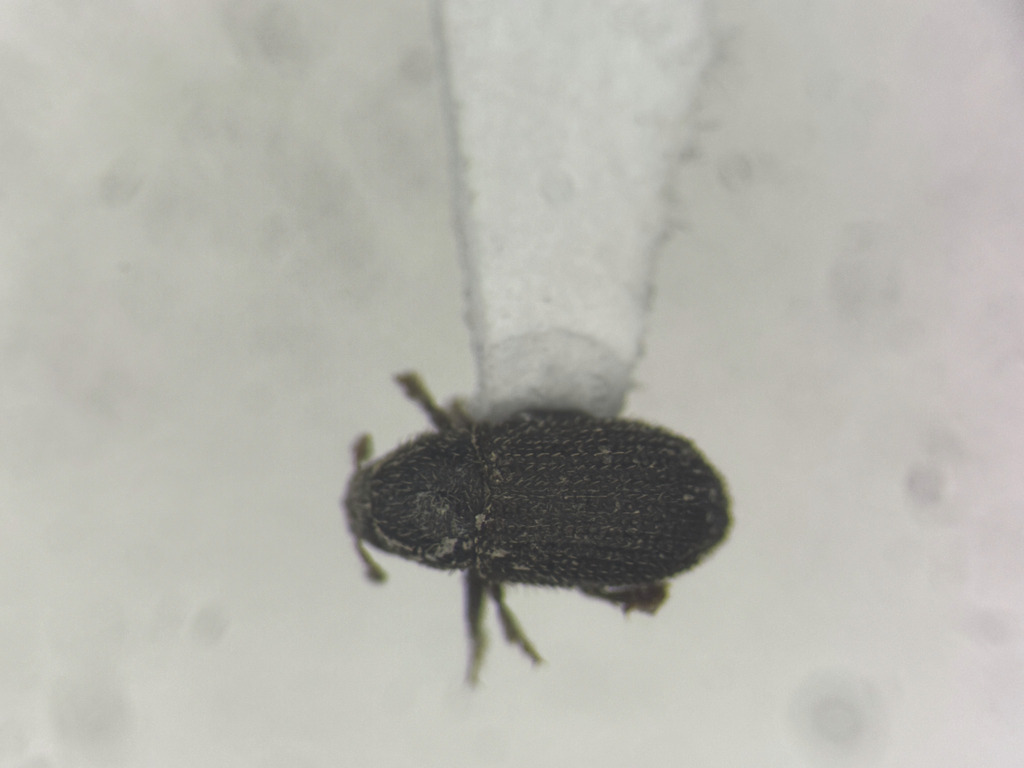 Phloeotribus piceae