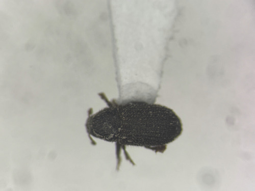 Phloeotribus piceae