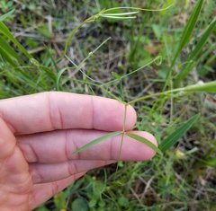 Vicia acutifolia