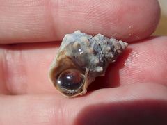 Nodilittorina pyramidalis