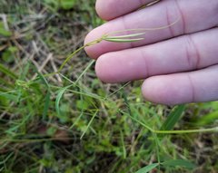 Vicia acutifolia