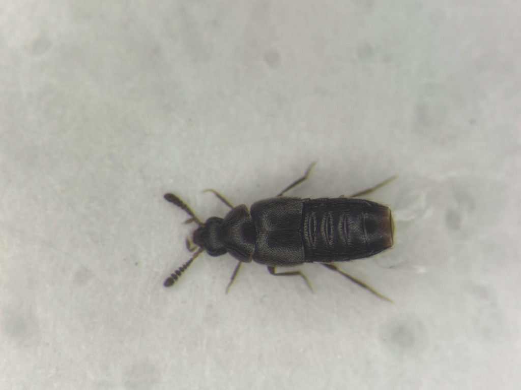 Oligota sevogle