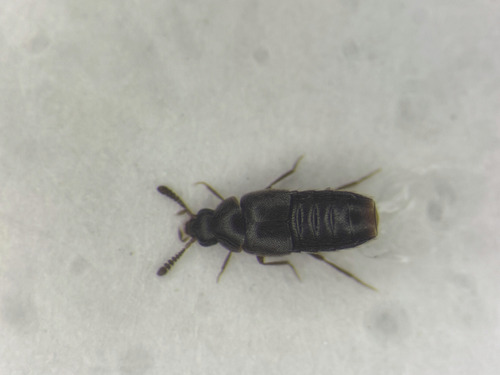 Oligota sevogle