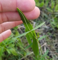 Vicia acutifolia