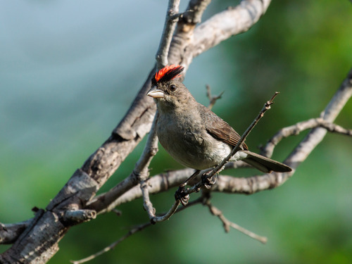 Grey Pileated Finch (Coryphospingus pileatus), photo 6
