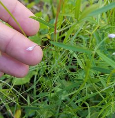 Vicia acutifolia