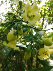 Macrocarpaea macrophylla