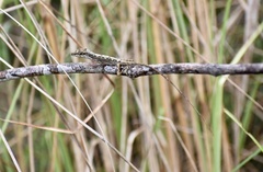 Anolis alutaceus