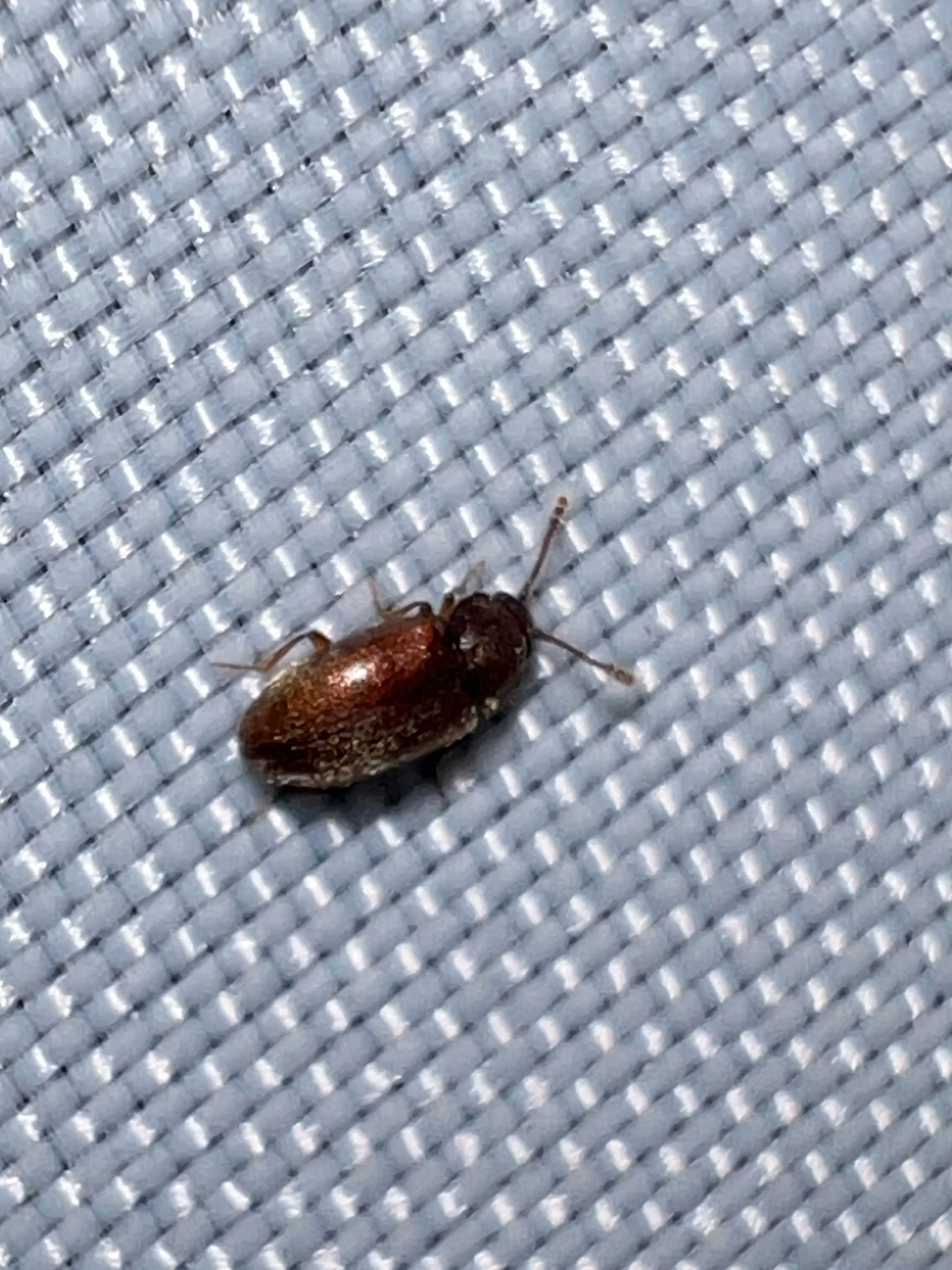 Cryptophagus acutangulus