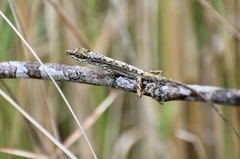 Anolis alutaceus