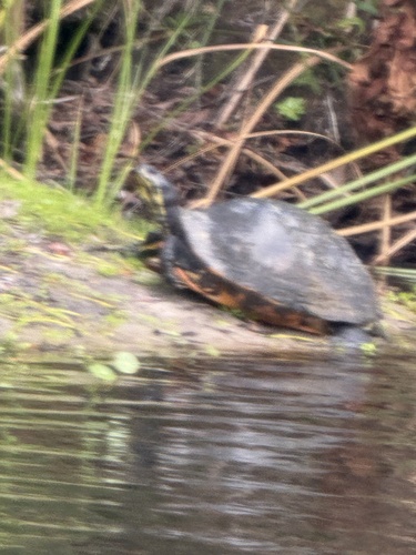 Pseudemys nelsoni