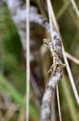 Anolis alutaceus