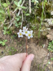 Micranthes californica