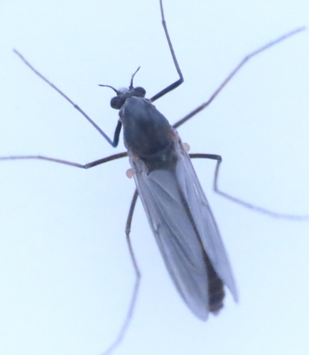 Unknown species found near Germantown, MD, USA