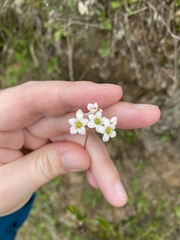 Micranthes californica