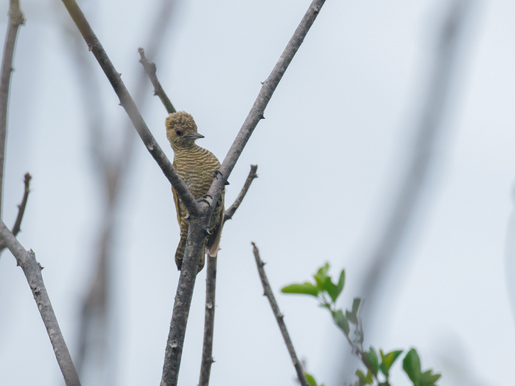 Little Woodpecker (Veniliornis passerinus), photo 9