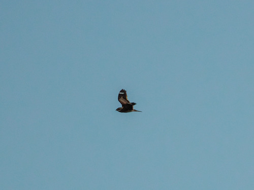 Least Nighthawk (Chordeiles pusillus), photo 9