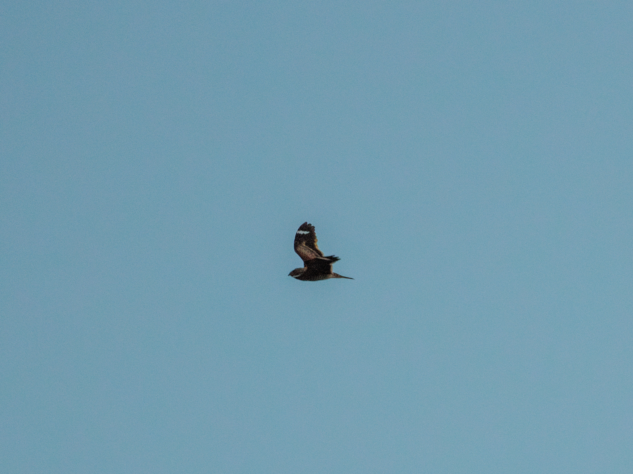 Least Nighthawk (Chordeiles pusillus), photo 1