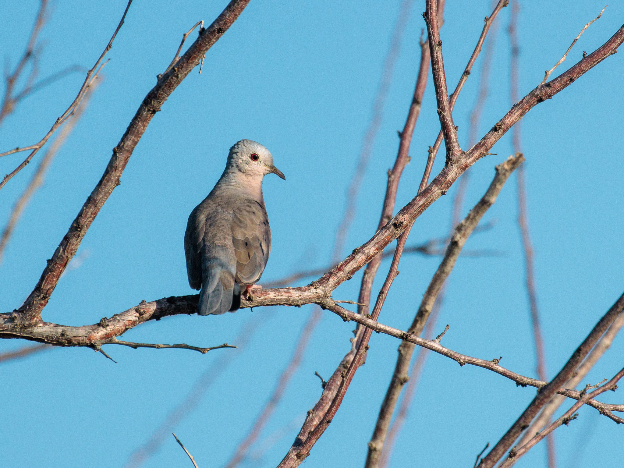 Plain-breasted Ground Dove (Columbina minuta), photo 2