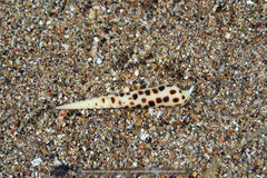 Terebridae