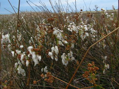 Androtrichum trigynum