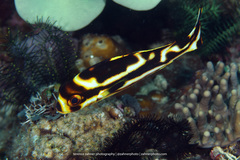 Plectorhinchus vittatus