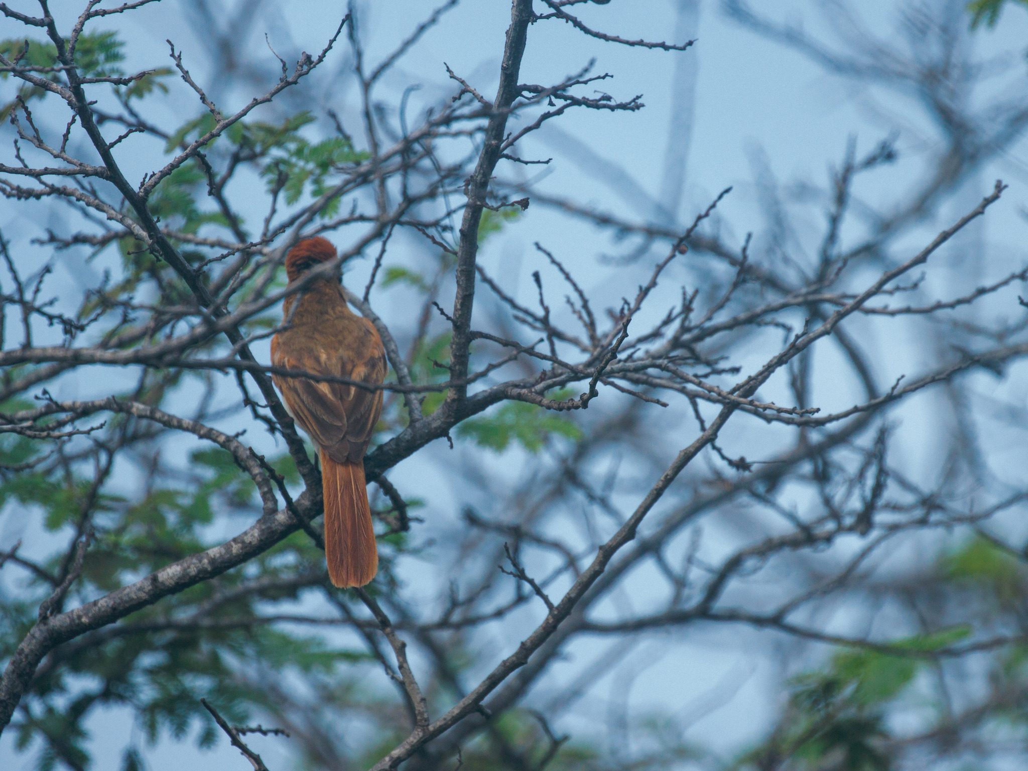Ash-throated Casiornis (Casiornis fuscus), photo 5