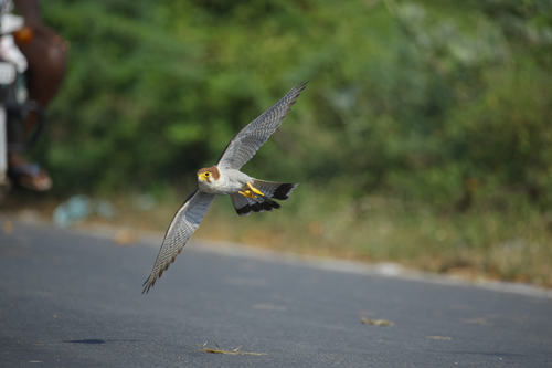 Red-necked Falcon (Falco chicquera), photo 4