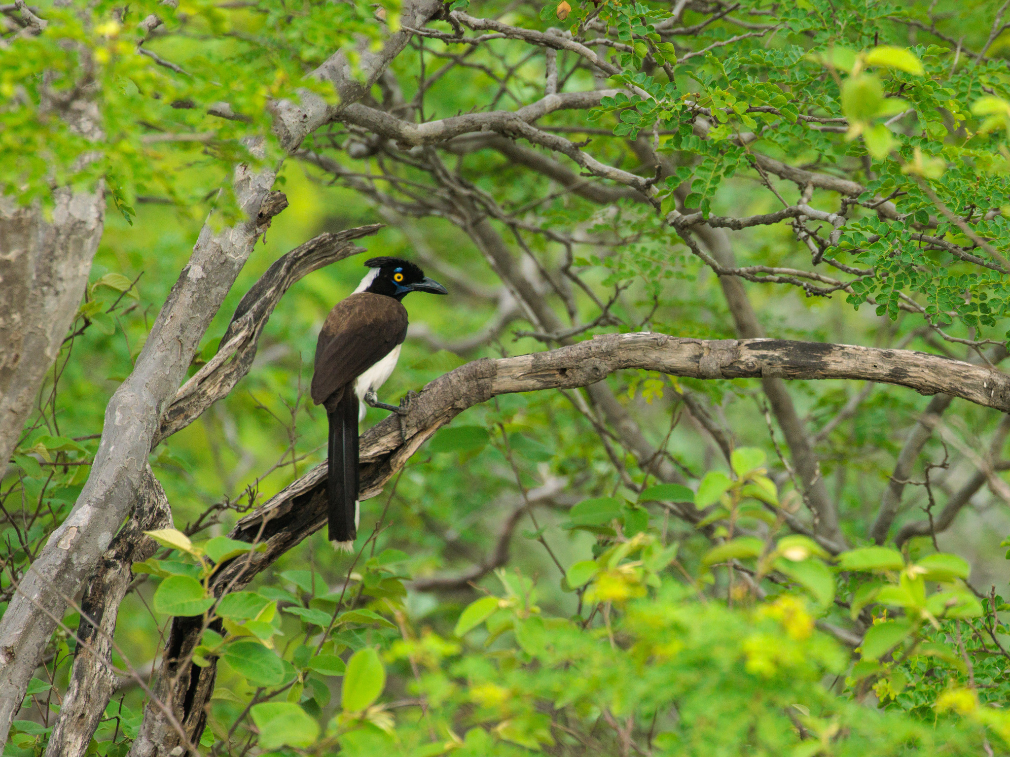 White-naped Jay (Cyanocorax cyanopogon), photo 2