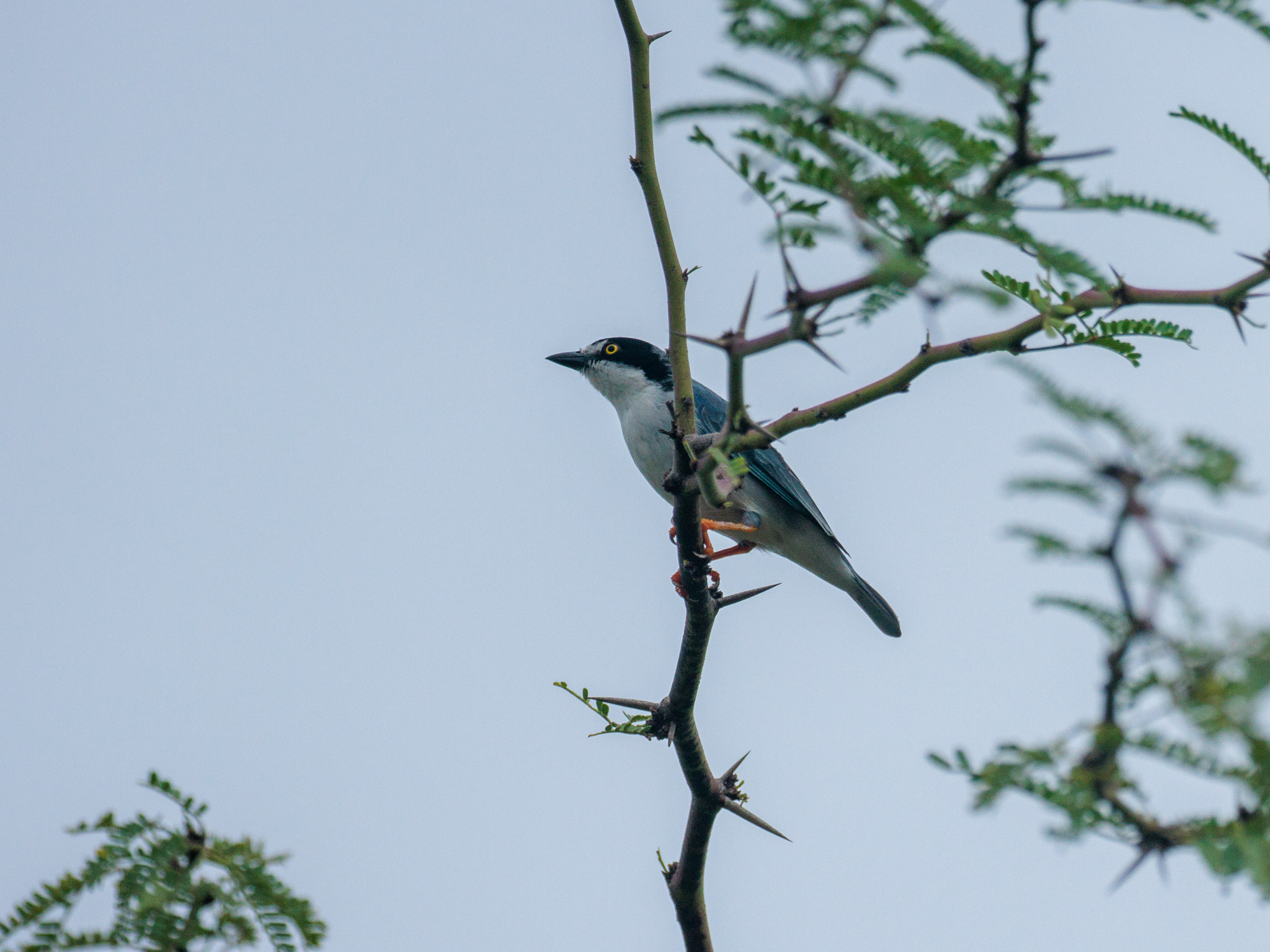 Hooded Tanager (Nemosia pileata), photo 2